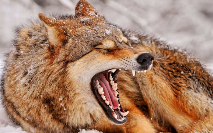 vulpes vulpes kurdistanicum