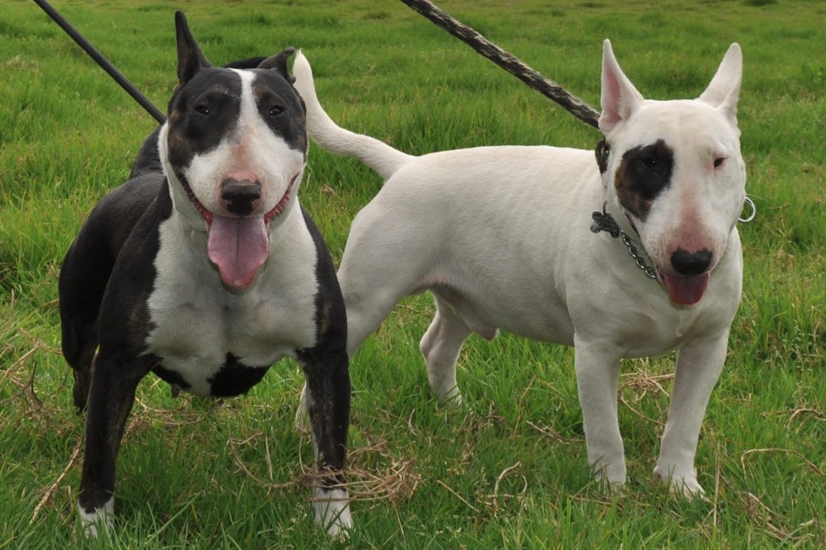 Bull Terrier Bull Terrier Dog Breeds Terrier Dog Breeds
