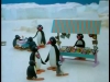 pingu / #722524