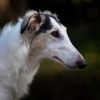 borzoi