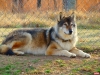 köpek / #806480
