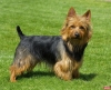 köpek / #806484