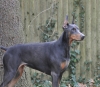 doberman