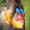 mandrill