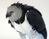 harpy eagle / #674897