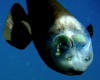 barreleye / #554047