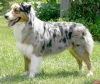 köpek / #806483