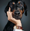 köpek / #907424