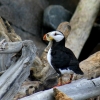 puffin