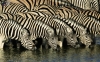 zebra / #754771