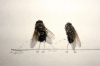 8 kasım 2012 büyük sinek katliamı