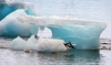antartika pengueni / #735226