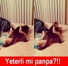 dişi kedi ile erkek kedi arasındaki farklar