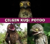 potoo kuşu / #625720