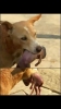 çöpe atılan yeni doğmuş bebeği kurtaran köpek / #882837