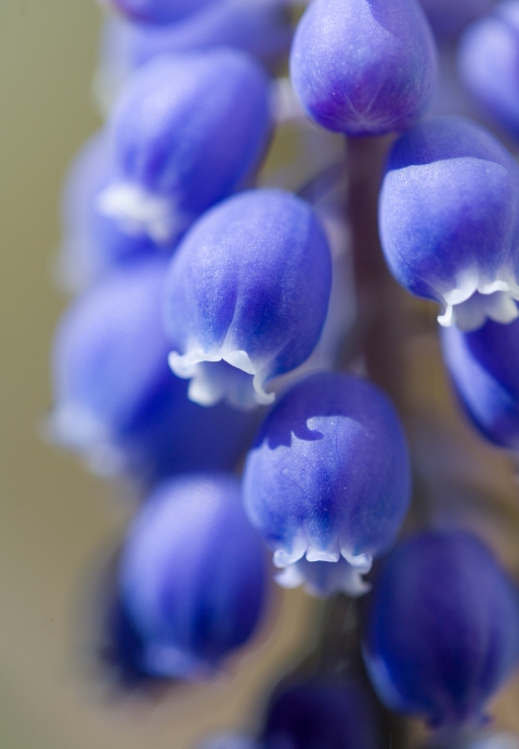 Фиалка jolly blue bells фото и описание