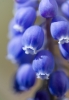 blue bells / #548781