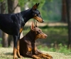 doberman