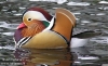 mandarin duck