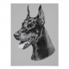 doberman