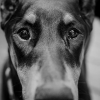 doberman / #772772