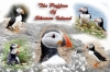 puffin