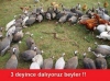 göğüs dekoltesine içeriye atlayacakmış gibi bakmak / #634029