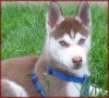 kızıl husky / #823802