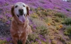 köpek / #942076