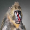 mandrill