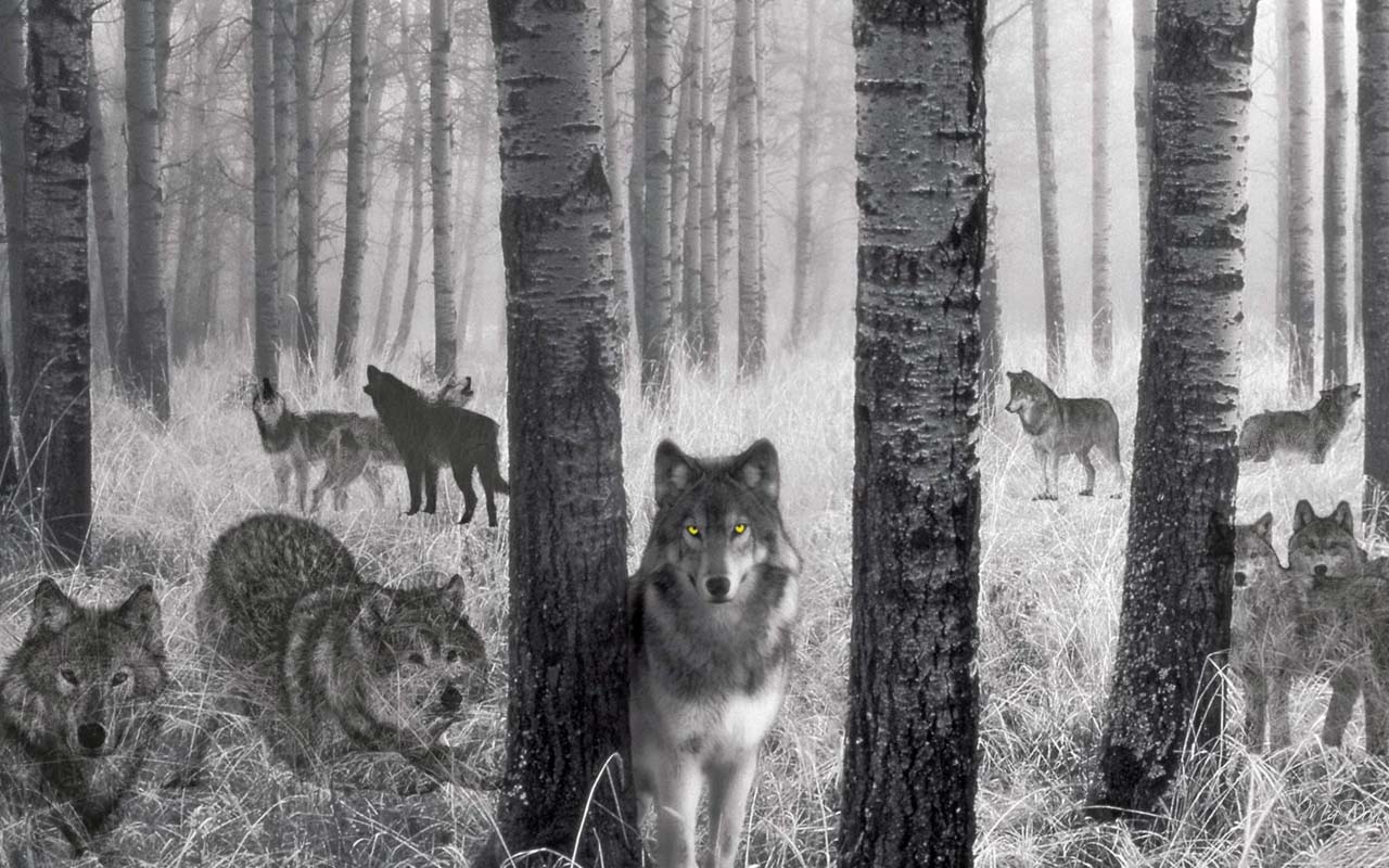 волк черный камни лес без смс