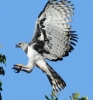 harpy eagle / #674894