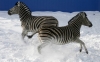 zebra / #755933