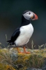 puffin