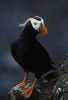 puffin