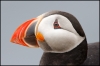 puffin