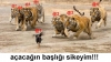 ton balığı var da neden kilogram balığı yok / #763603