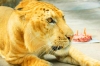 liger