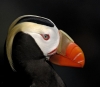 puffin