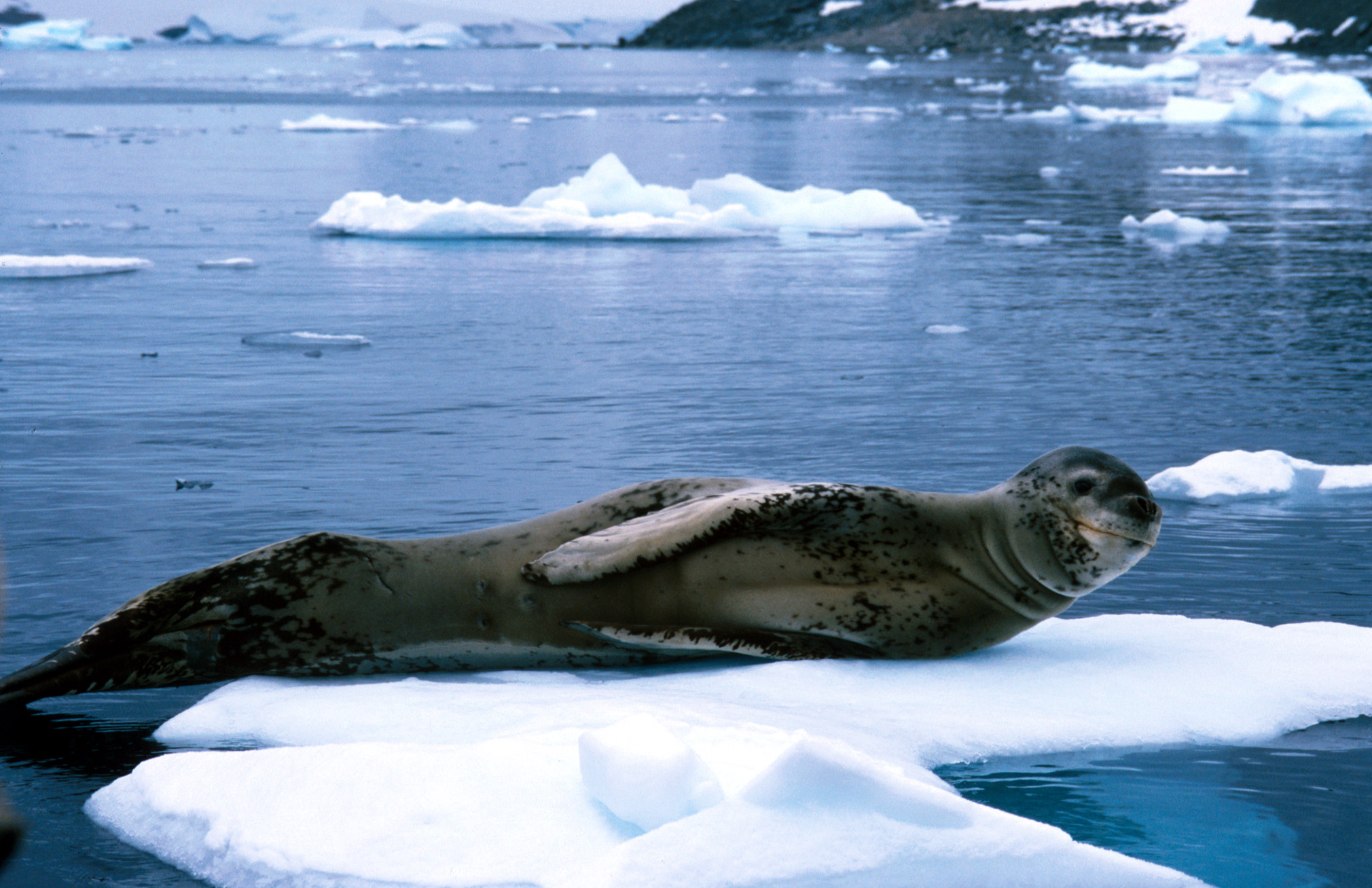 Северный ледовитый животный мир. Морской леопард в Антарктиде. Морской леопард Северный Ледовитый океан. Морские дальневосточные леопарды. Животные Северного Ледовитого океана.