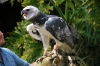 harpy eagle / #674896