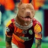 köpeğe galatasaray forması giydirmek / #658411