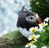 puffin