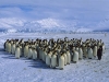 antartika pengueni / #735223