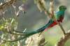 quetzal kuşu