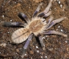 haplopelma lividum