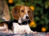 köpek / #806481