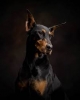 doberman