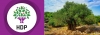 hdp nin logosundaki yahudi ağacı / #803955