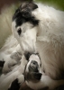 borzoi